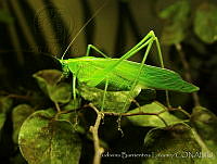 LBL0363 Pterodichopetala cieloi.jpg
