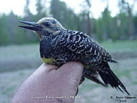 GRC0042 Sphyrapicus thyroideus.jpg