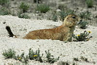 CNS0276 Cynomys mexicanus.jpg