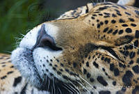 MASM06309 Panthera onca.jpg
