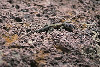 AB234 Sceloporus jarrovii.jpg