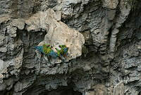 RP05 Ara militaris.jpg