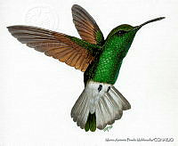 MAPM0128 Eupherusa poliocerca.jpg