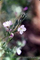 770 Oenothera rosea.jpg