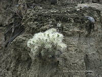 CAR 0020 Cylindropuntia tunicata.jpg