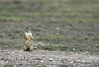 CNS0280 Cynomys mexicanus.jpg