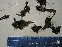 GECI0091 Ensenada, Baja California.jpg