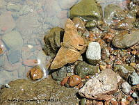 ADJ0018 Emesis tenedia.jpg