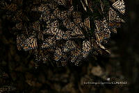 IDG1856 Danaus plexippus.jpg