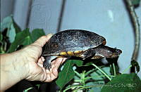 DK1148 Kinosternon leucostomum.jpg