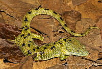 ECA0139 Abronia mixteca.jpg