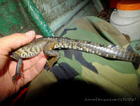 JDL0164 Crocodylus moreletii.jpg