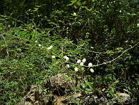 CGVM0754 Mimosa malacophylla.jpg