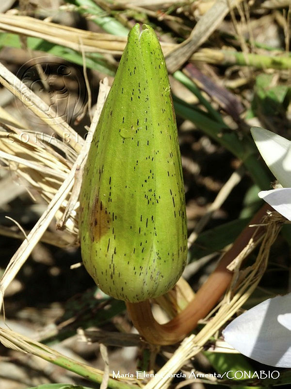 MEGA%200060%20Nymphaea%20elegans.JPG.nyfkzML1Mb0rZw1jQA3g0JtbmFja29CbnFuZ3NAbXJ6LGtwZwA.88ovgwXpIE