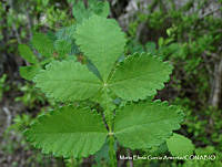 MEGA 0594 Bursera palmeri.JPG