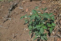 SG019 0436 Solanum nigrum.jpg