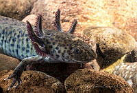 RIMB0004 Ambystoma mexicanum.jpg
