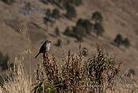 IMDOC0394 Oriturus superciliosus.jpg