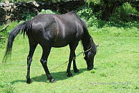 SG002 0121 Equus caballus .jpg