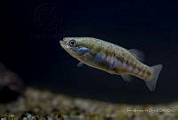 IMDOC2216 Allotoca dugesii.jpg