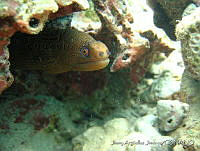 JAJ0100 Gymnothorax miliaris.jpg