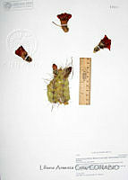 LAC1025 Echinocereus arizonicus ssp. nigrihorridispinus.JPG