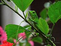 EG02 Ctenosaura pectinata.jpg