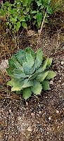 RG019 0109 Agave potatorum.jpg
