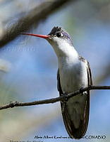 AAKVDH 0015 Ramosomyia violiceps.JPG