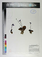JAdNV0352 Pinguicula macrophylla.JPG