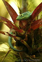 JCAS01 Abronia smithi.jpg