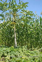 SG019 0307 Carica, Cucurbuta, Zea mays.jpg