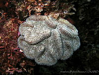 HBB0334 Mycetophyllia lamarckiana.jpg