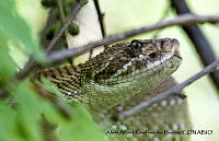 AAKVDH 0519 Crotalus basiliscus.JPG