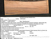 CMyFO 00999 Psidium guajava.JPG