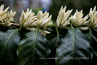 IMDOC3886 Coffea arabica.jpg
