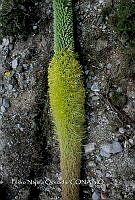 PNQ 0024 Agave obscura.jpg