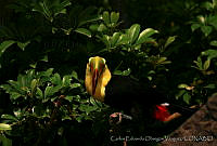 CEOV0201 Ramphastos sulfuratus.jpg