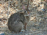 MCS IM0078 Sylvilagus graysoni graysoni.jpg