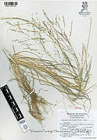YPH1332 Eragrostis pectinacea.jpg