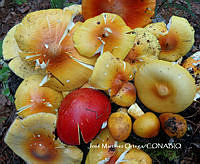 MN6PyH0048 Amanita basii.jpg