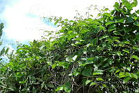 LM019 0153 Avicennia germinans.jpg