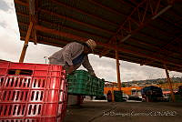 IDG0848 Opuntia sp..jpg