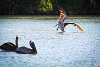 FBA0590 Pelecanus occidentalis.jpg