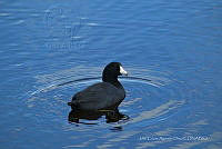 JCAD 011 Fulica americana.jpg