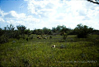 FGM1970 San Fernando, Tamaulipas.JPG