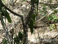 MRG-2017-379 Zanthoxylum arborescens (MEGA-10ago17-e).JPG