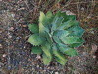 RG019 0149 Agave potatorum.jpg