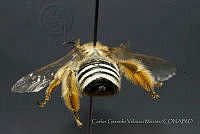 CGVM1233 Svastra nevadensis.jpg