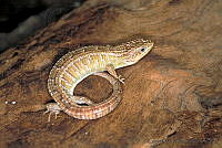 GC0007 Barisia imbricata.jpg